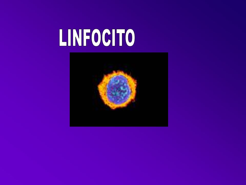 LINFOCITO