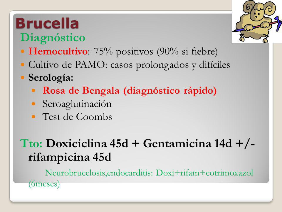 Brucella Diagnóstico. Hemocultivo: 75% positivos (90% si fiebre) Cultivo de PAMO: casos prolongados y difíciles.