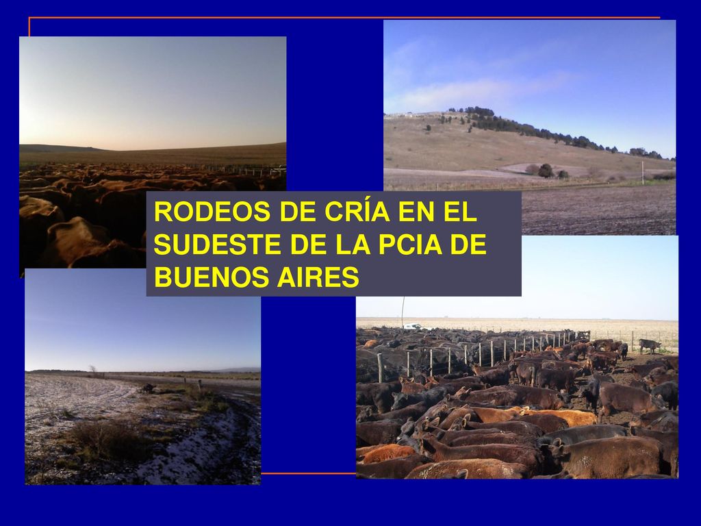 RODEOS DE CRÍA EN EL SUDESTE DE LA PCIA DE BUENOS AIRES