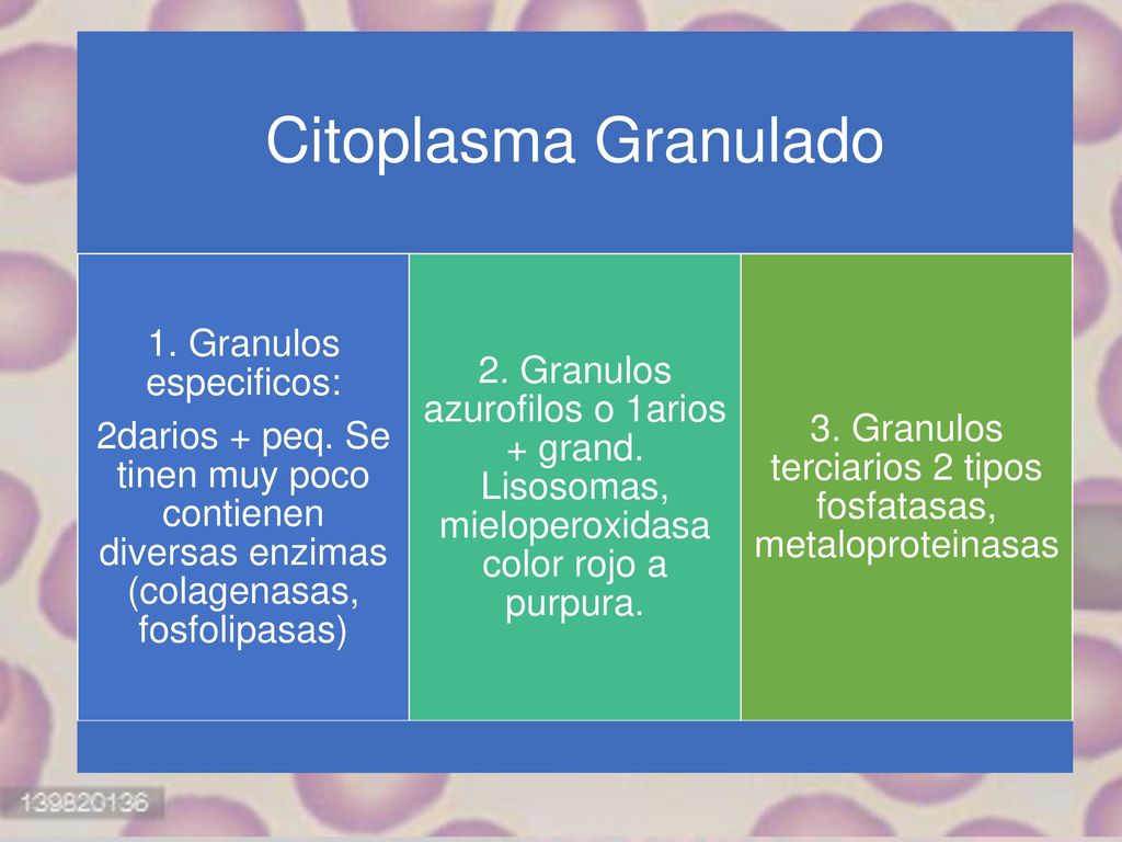 Neutrofilos Citoplasma Granulado Abundantes 60% Tamano 12 a 15 μm