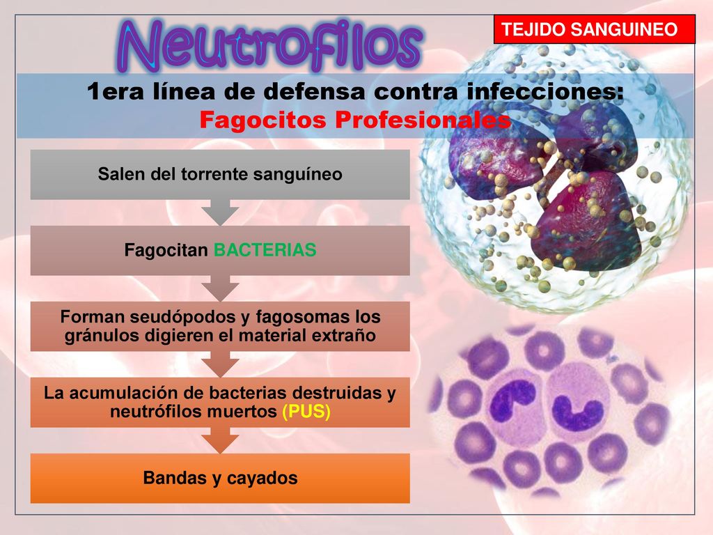 Neutrofilos TEJIDO SANGUINEO. 1era línea de defensa contra infecciones: Fagocitos Profesionales. Bandas y cayados.