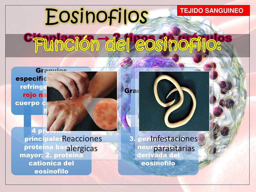 Eosinofilos Función del eosinofilo: Citoplasma → 2 tipos de gránulos