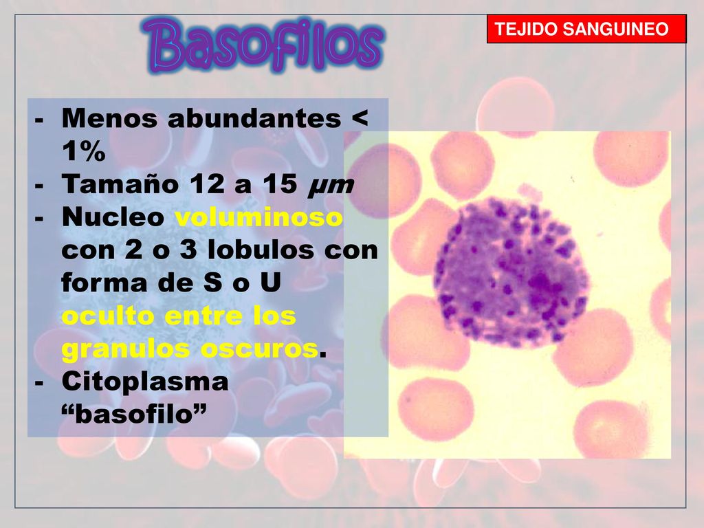 Basofilos Basofilos Menos abundantes < 1% Tamaño 12 a 15 μm