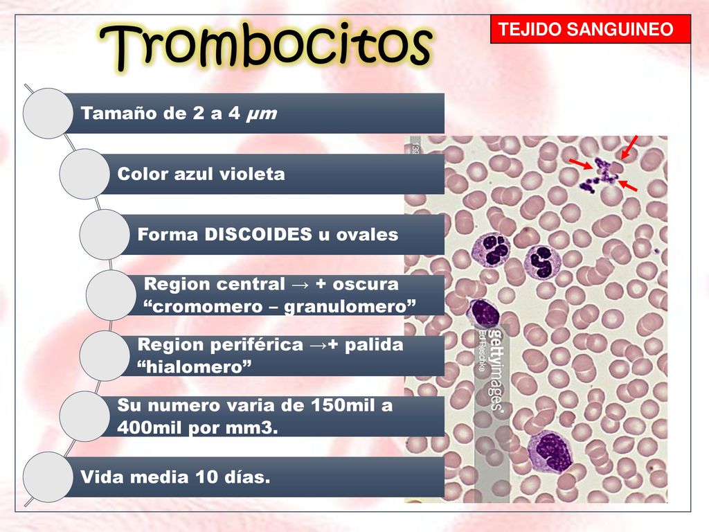 Trombocitos TEJIDO SANGUINEO Tamaño de 2 a 4 μm Color azul violeta