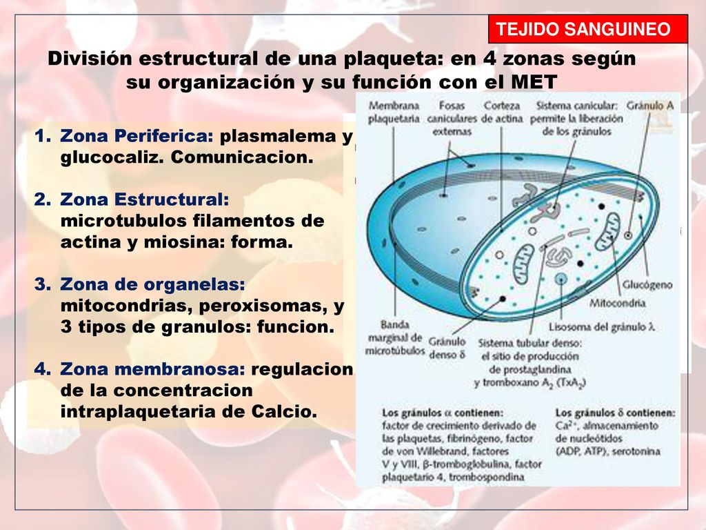 TEJIDO SANGUINEO División estructural de una plaqueta: en 4 zonas según su organización y su función con el MET.