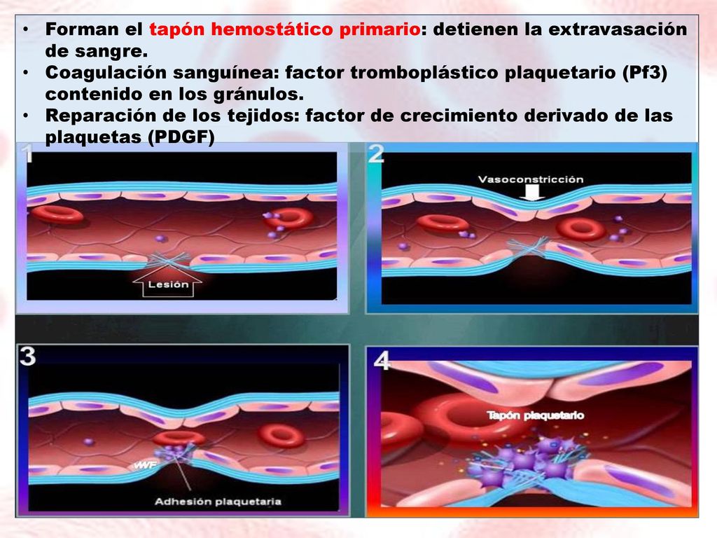 Forman el tapón hemostático primario: detienen la extravasación de sangre.