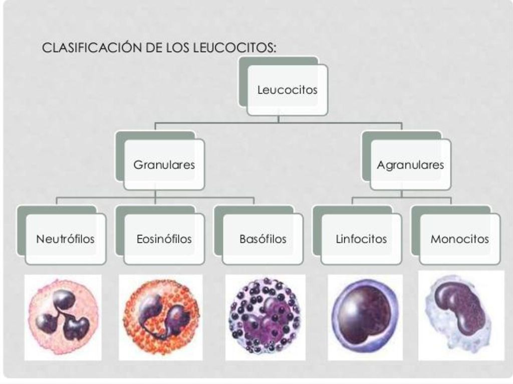Leucocitos Tamaño 12 a 15 μm Forma esferica Contienen nucleo Moviles