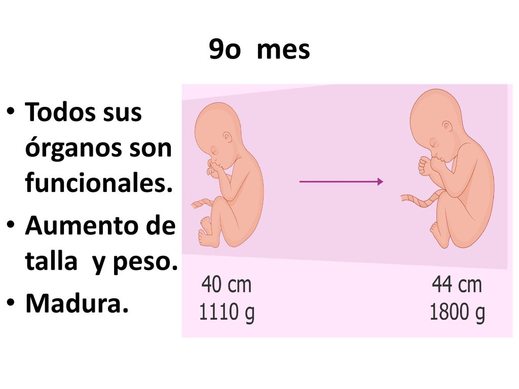 9o mes Todos sus órganos son funcionales. Aumento de talla y peso.
