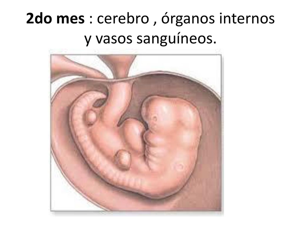 2do mes : cerebro , órganos internos y vasos sanguíneos.
