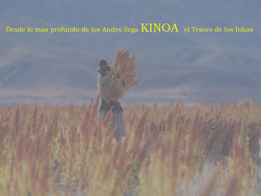Desde lo más profundo de los Andes llega KINOA el Tesoro de los Inkas