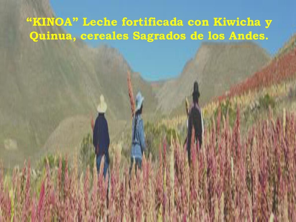 KINOA Leche fortificada con Kiwicha y Quinua, cereales Sagrados de los Andes.