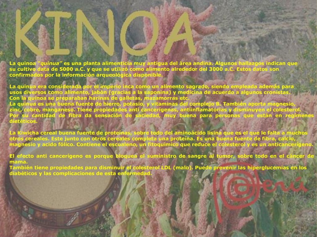 La quinoa quinua es una planta alimenticia muy antigua del área andina. Algunos hallazgos indican que