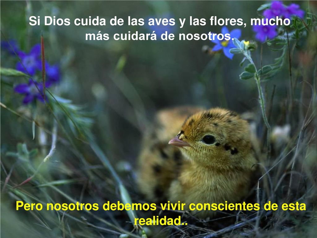 Si Dios cuida de las aves y las flores, mucho más cuidará de nosotros.