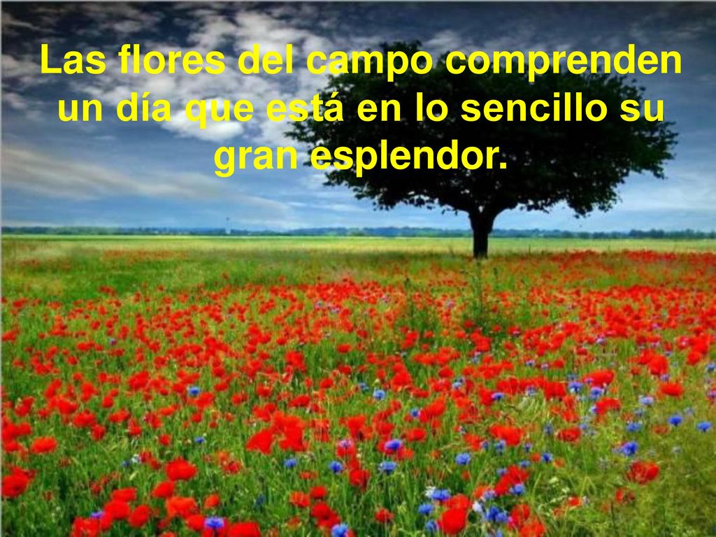 Las flores del campo comprenden un día que está en lo sencillo su gran esplendor.