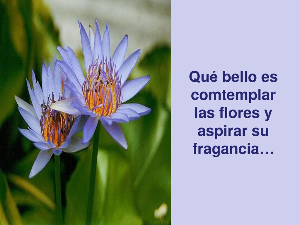 Qué bello es comtemplar las flores y aspirar su fragancia…