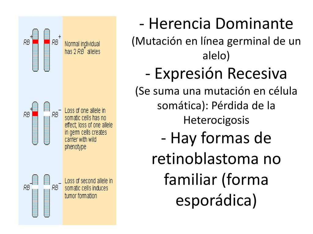 - Herencia Dominante (Mutación en línea germinal de un alelo) - Expresión Recesiva (Se suma una mutación en célula somática): Pérdida de la Heterocigosis - Hay formas de retinoblastoma no familiar (forma esporádica)