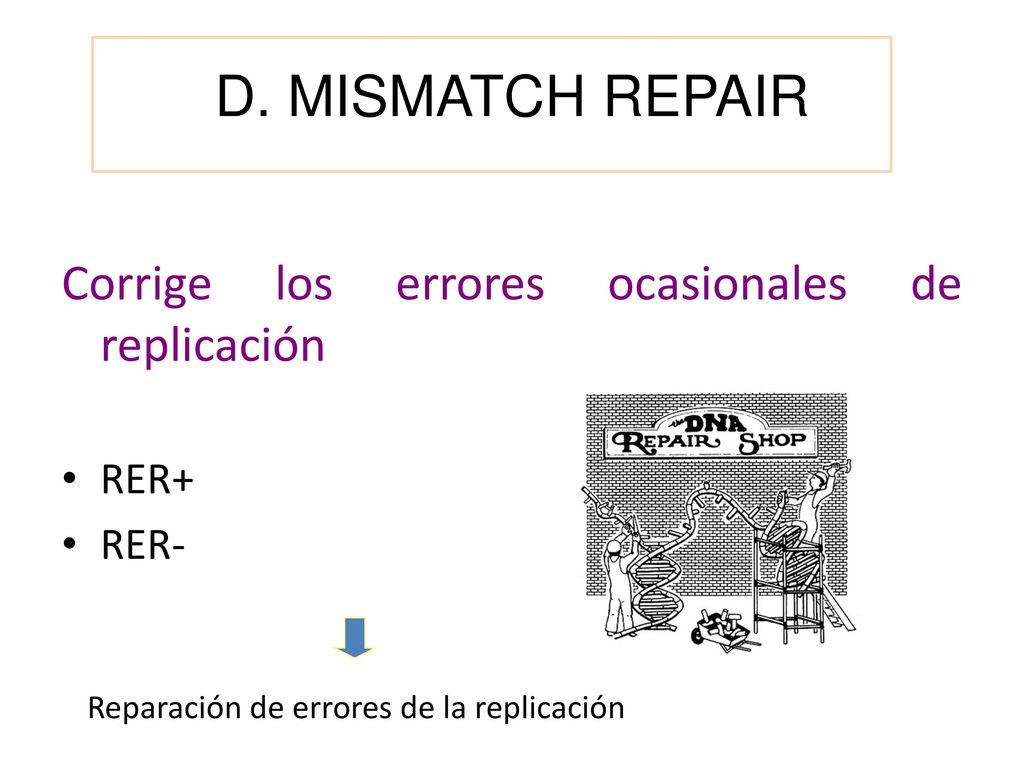 D. MISMATCH REPAIR Corrige los errores ocasionales de replicación RER+