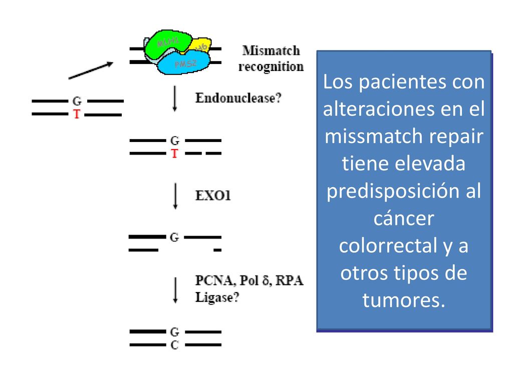 Los pacientes con alteraciones en el missmatch repair tiene elevada predisposición al cáncer colorrectal y a otros tipos de tumores.