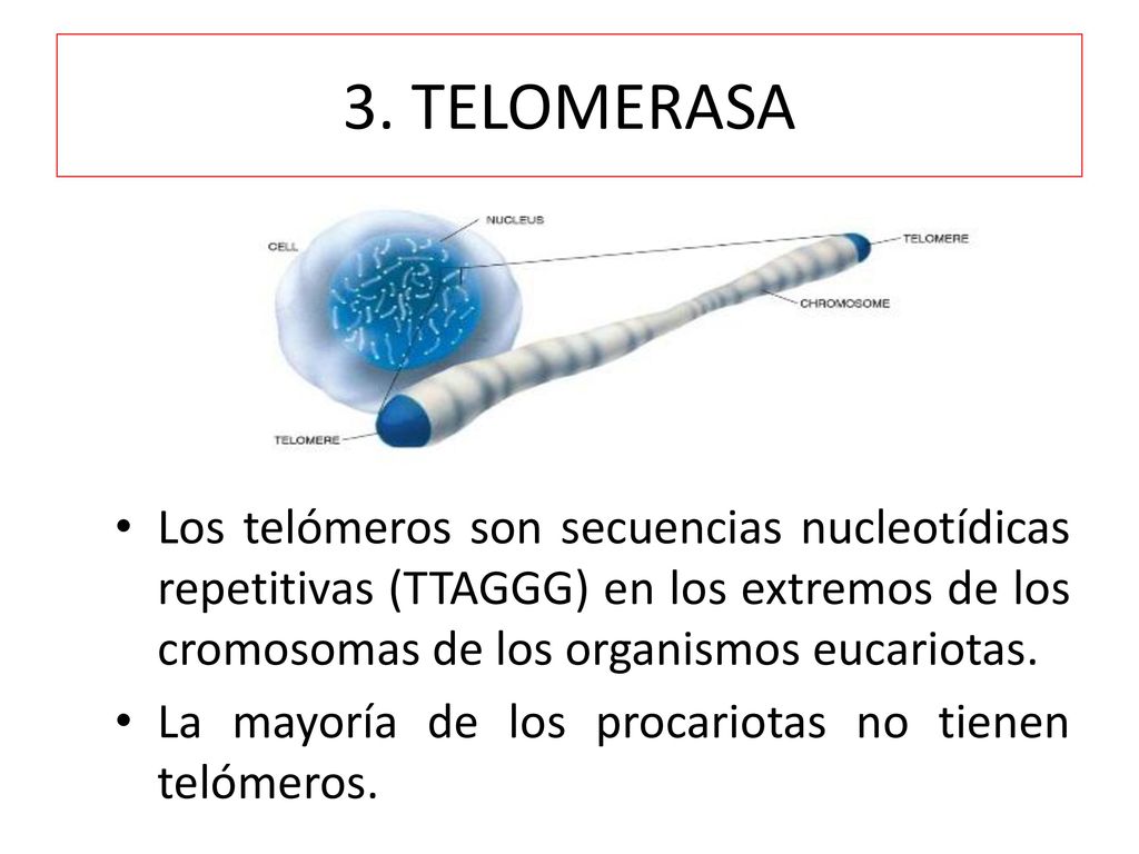 3. TELOMERASA Los telómeros son secuencias nucleotídicas repetitivas (TTAGGG) en los extremos de los cromosomas de los organismos eucariotas.