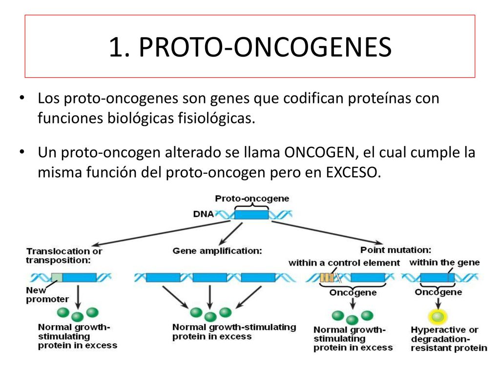 1. PROTO-ONCOGENES Los proto-oncogenes son genes que codifican proteínas con funciones biológicas fisiológicas.