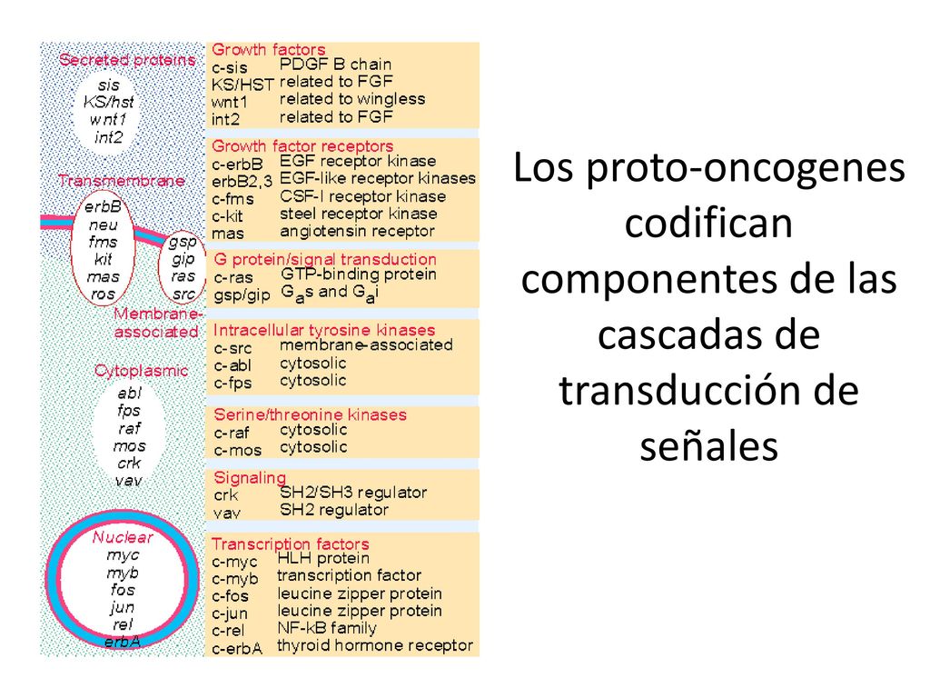 Los proto-oncogenes codifican componentes de las cascadas de transducción de señales