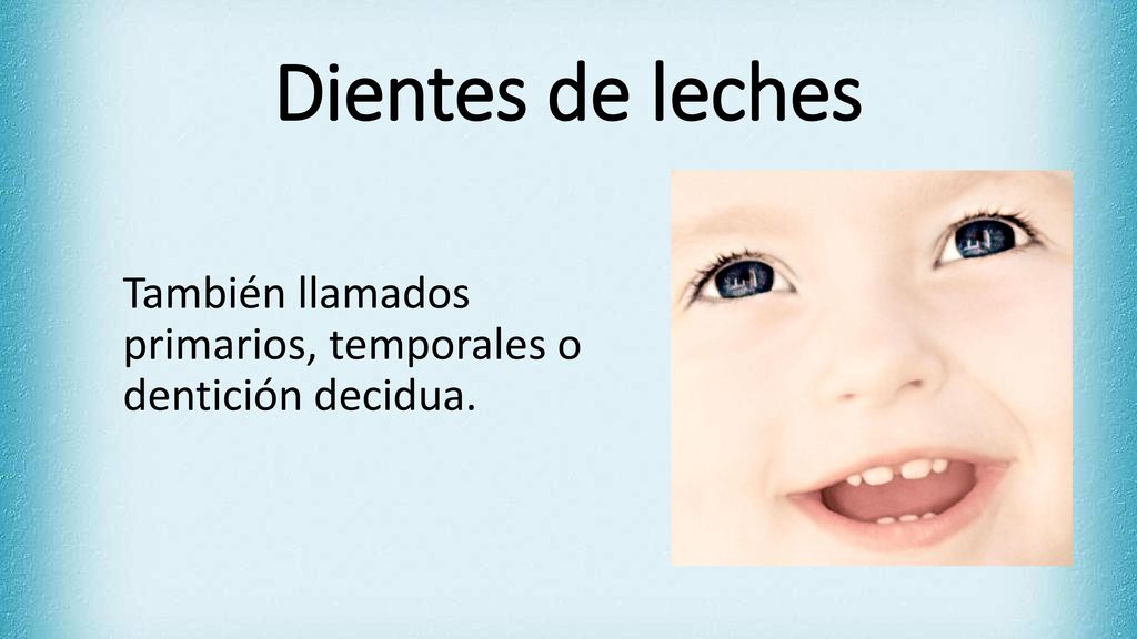 Dientes de leches También llamados primarios, temporales o dentición decidua.