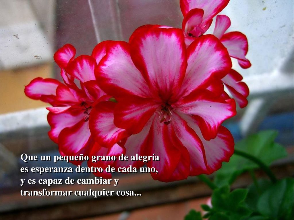 Que un pequeño grano de alegría es esperanza dentro de cada uno, y es capaz de cambiar y transformar cualquier cosa...