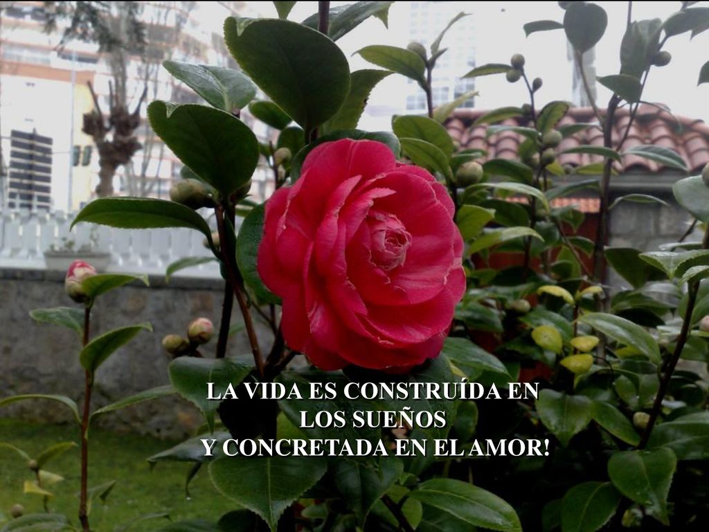 LA VIDA ES CONSTRUÍDA EN LOS SUEÑOS Y CONCRETADA EN EL AMOR!
