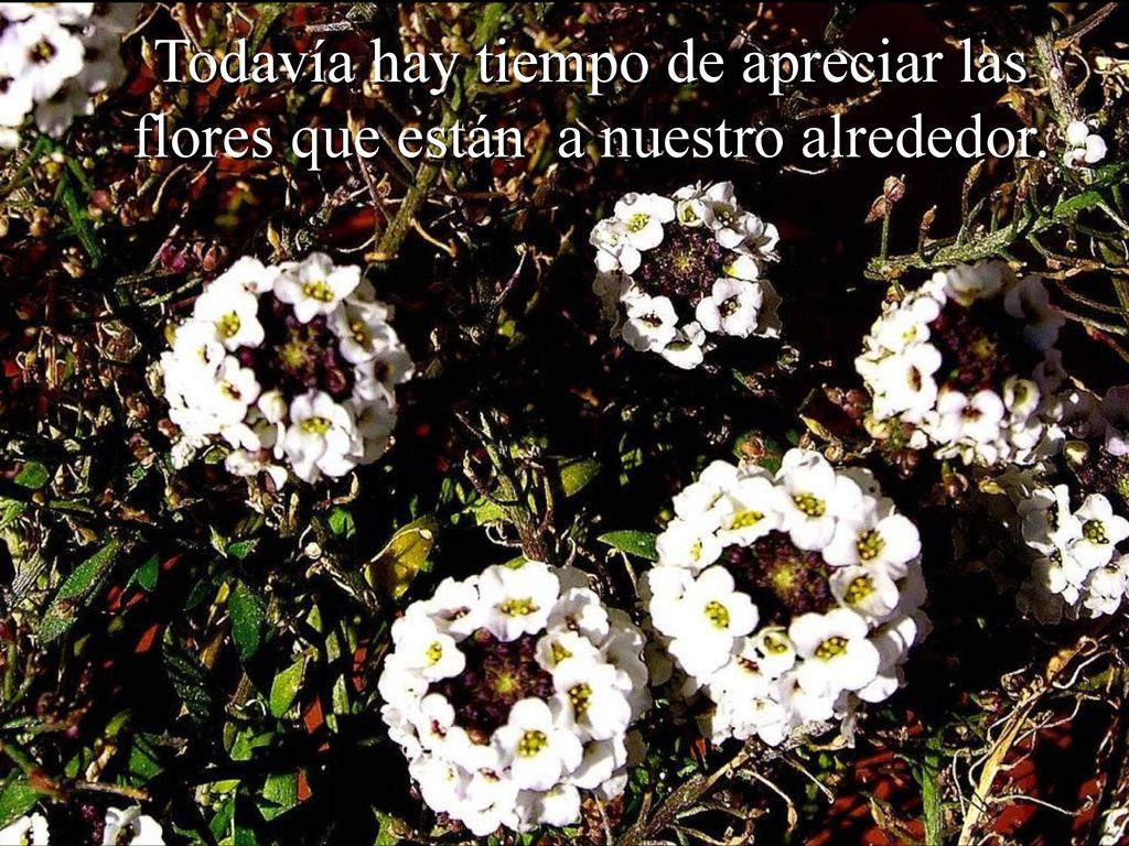 Todavía hay tiempo de apreciar las flores que están a nuestro alrededor.