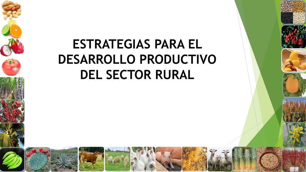 ESTRATEGIAS PARA EL DESARROLLO PRODUCTIVO DEL SECTOR RURAL