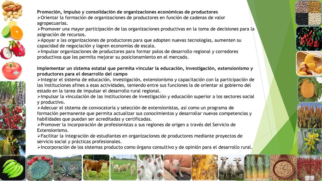 Promoción, impulso y consolidación de organizaciones económicas de productores