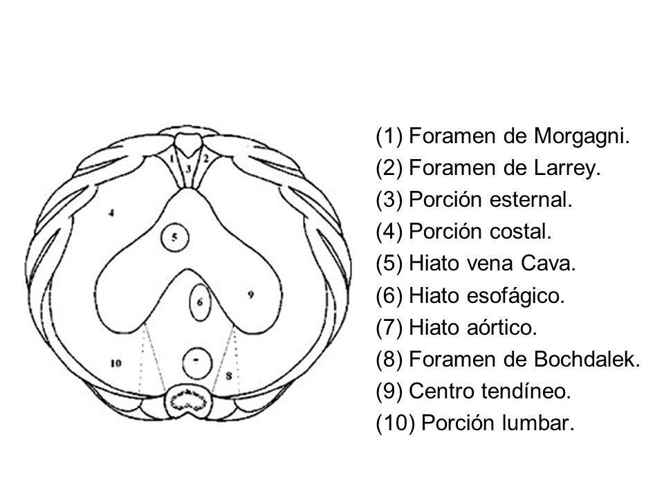 (1) Foramen de Morgagni. (2) Foramen de Larrey. (3) Porción esternal. (4) Porción costal. (5) Hiato vena Cava.