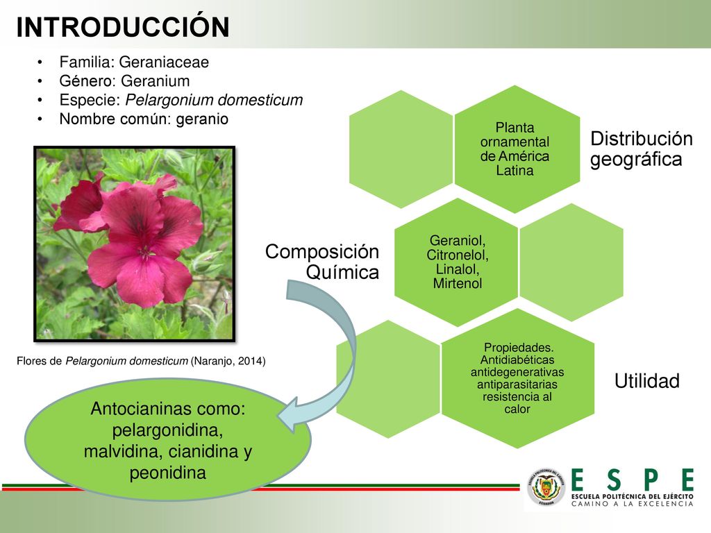 INTRODUCCIÓN Familia: Geraniaceae. Género: Geranium. Especie: Pelargonium domesticum. Nombre común: geranio.