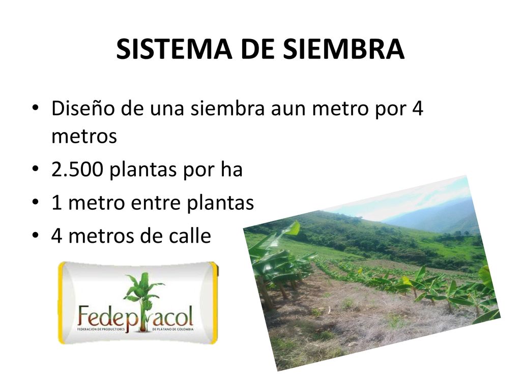 SISTEMA DE SIEMBRA Diseño de una siembra aun metro por 4 metros