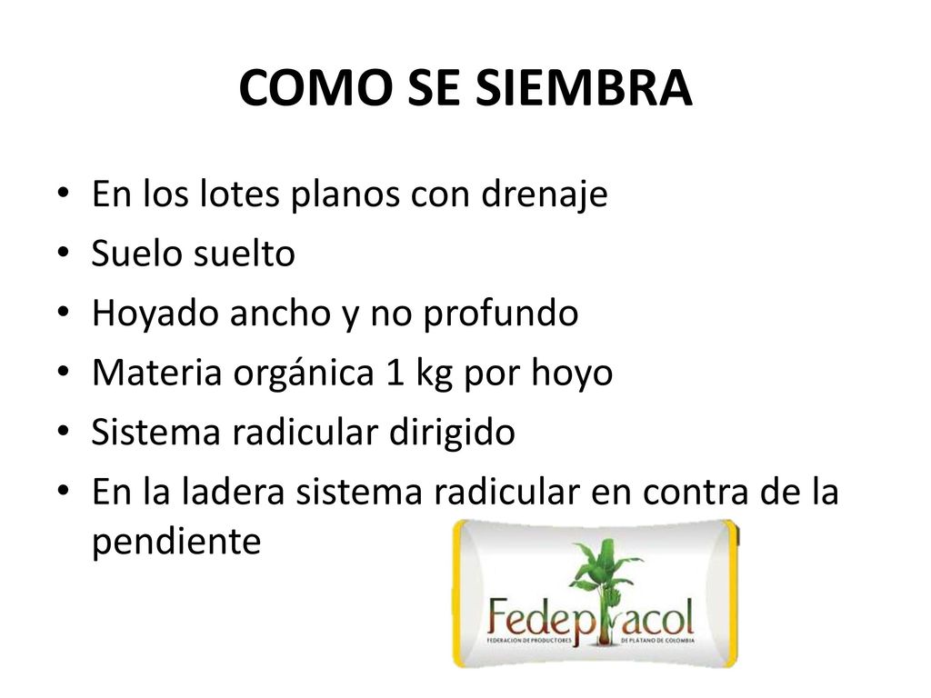 COMO SE SIEMBRA En los lotes planos con drenaje Suelo suelto
