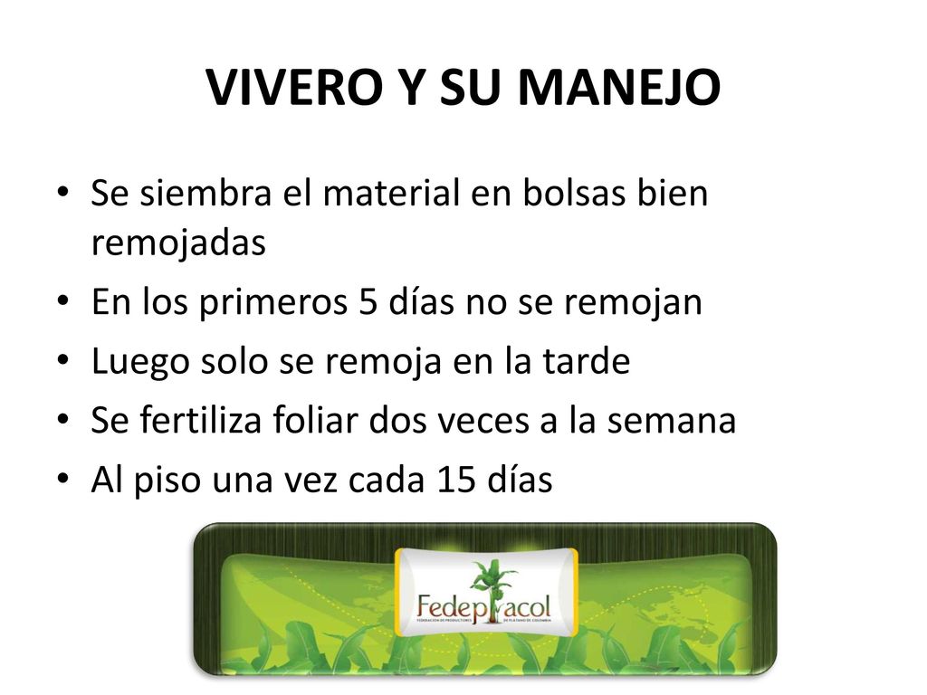 VIVERO Y SU MANEJO Se siembra el material en bolsas bien remojadas