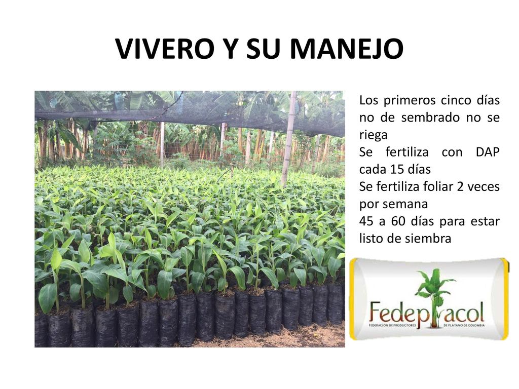VIVERO Y SU MANEJO Los primeros cinco días no de sembrado no se riega