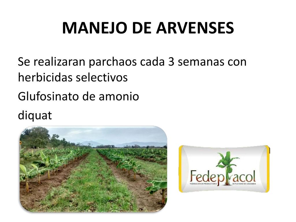 MANEJO DE ARVENSES Se realizaran parchaos cada 3 semanas con herbicidas selectivos Glufosinato de amonio diquat