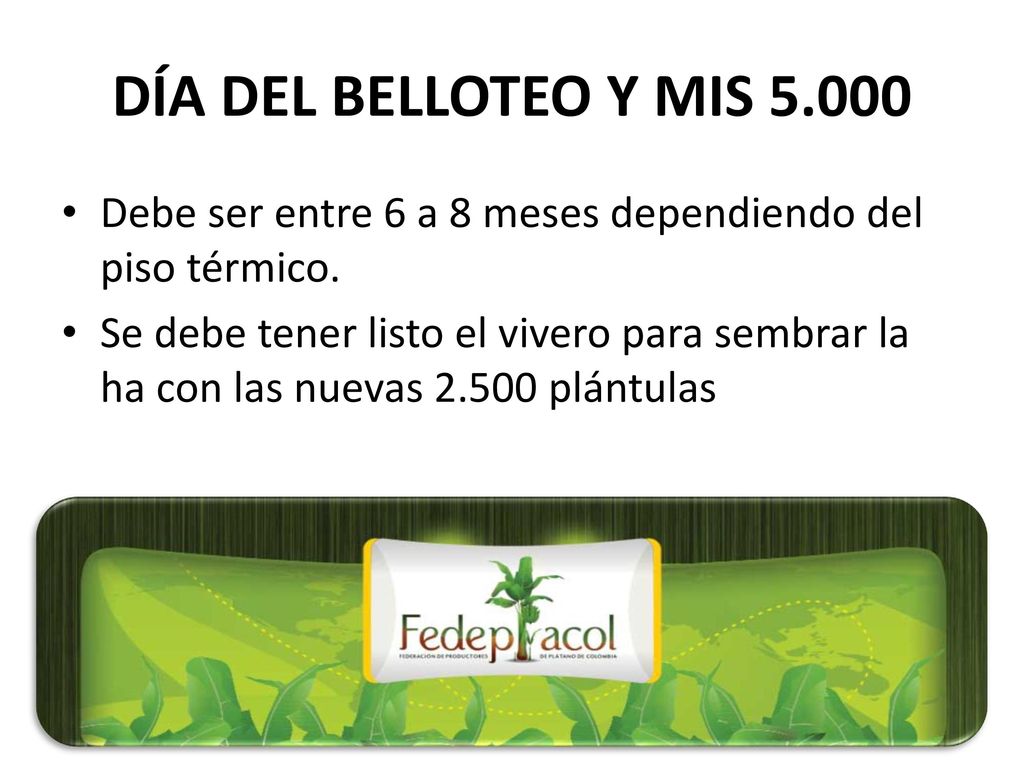 DÍA DEL BELLOTEO Y MIS Debe ser entre 6 a 8 meses dependiendo del piso térmico.