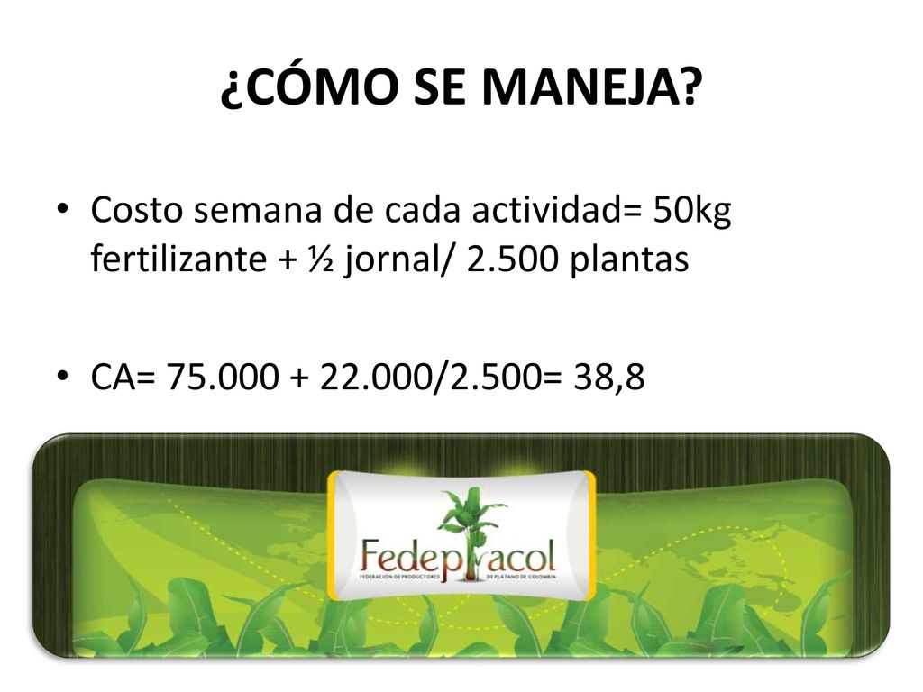 ¿CÓMO SE MANEJA. Costo semana de cada actividad= 50kg fertilizante + ½ jornal/ plantas.