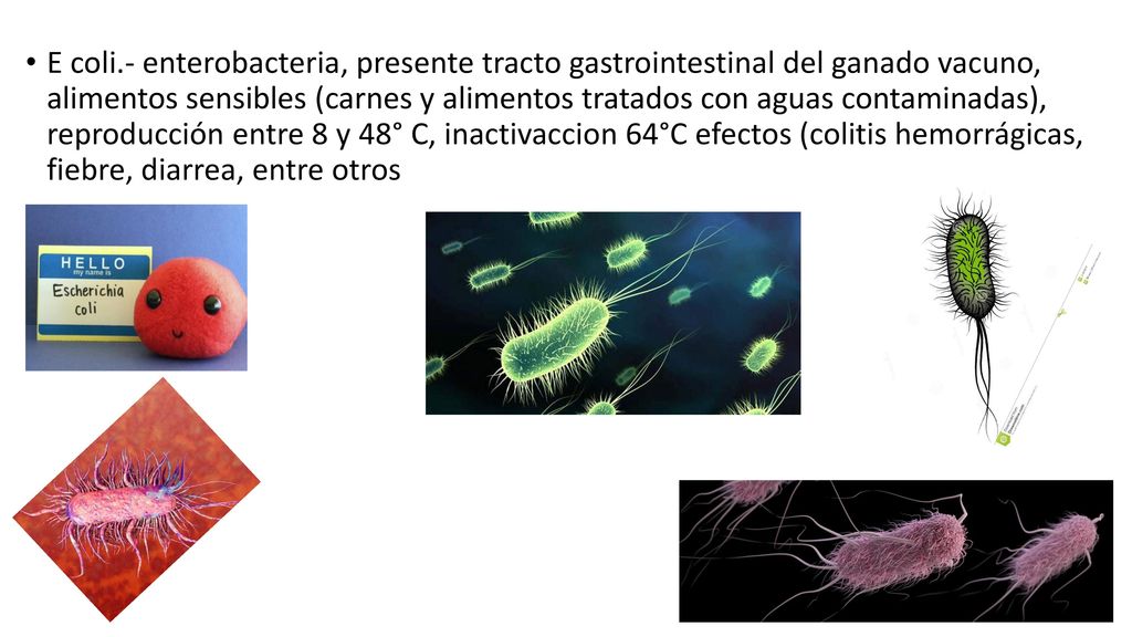 E coli.- enterobacteria, presente tracto gastrointestinal del ganado vacuno, alimentos sensibles (carnes y alimentos tratados con aguas contaminadas), reproducción entre 8 y 48° C, inactivaccion 64°C efectos (colitis hemorrágicas, fiebre, diarrea, entre otros