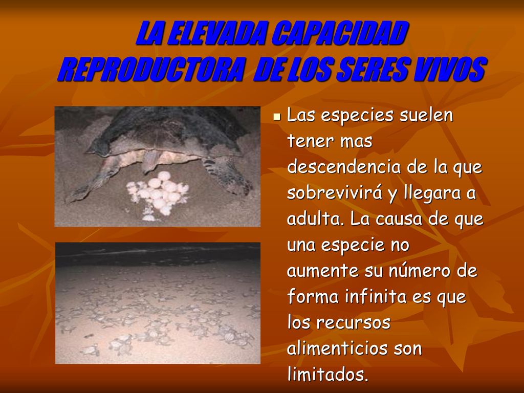 LA ELEVADA CAPACIDAD REPRODUCTORA DE LOS SERES VIVOS