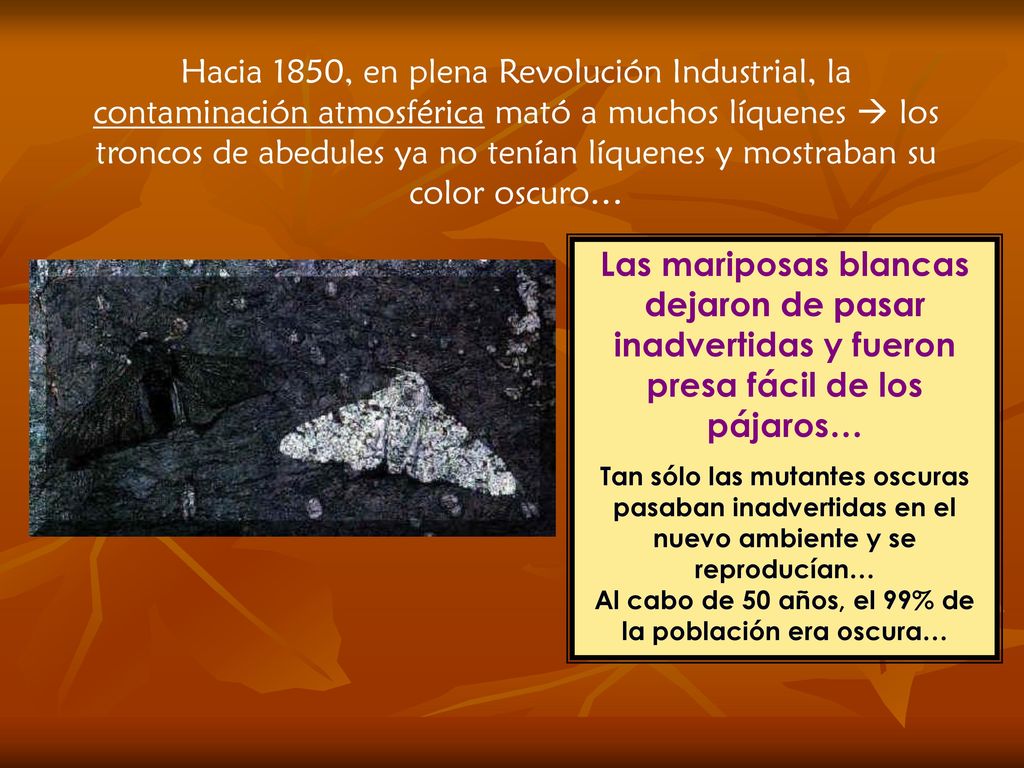 Hacia 1850, en plena Revolución Industrial, la contaminación atmosférica mató a muchos líquenes  los troncos de abedules ya no tenían líquenes y mostraban su color oscuro…