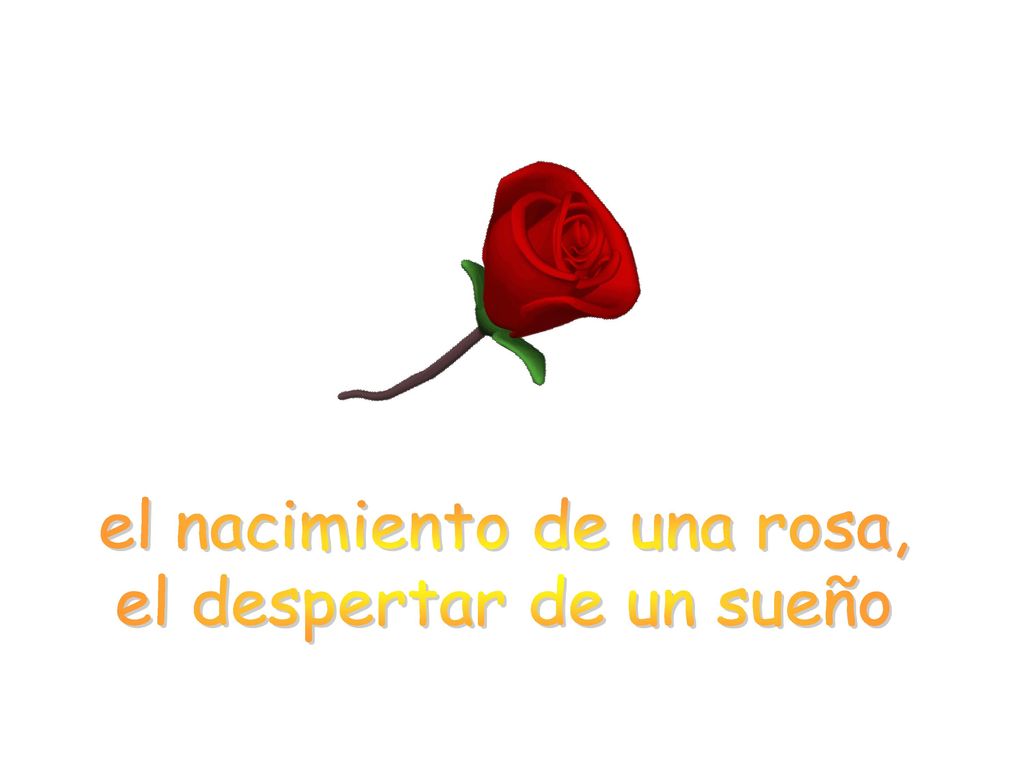 el nacimiento de una rosa, el despertar de un sueño