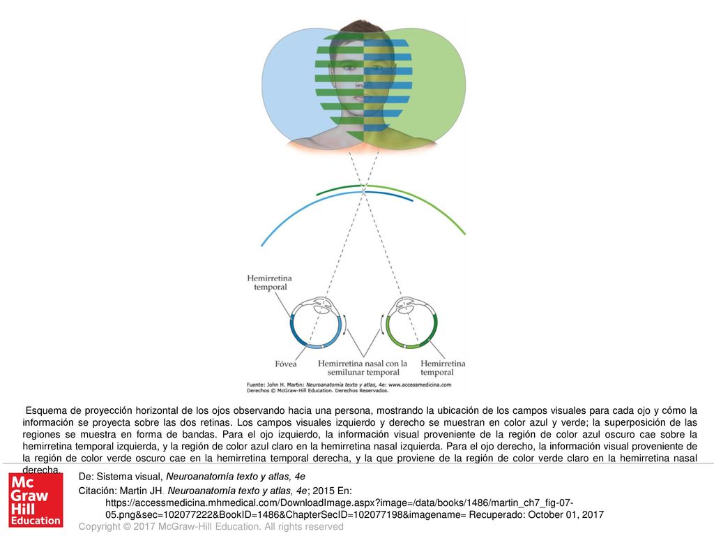Esquema de proyección horizontal de los ojos observando hacia una persona, mostrando la ubicación de los campos visuales para cada ojo y cómo la información se proyecta sobre las dos retinas. Los campos visuales izquierdo y derecho se muestran en color azul y verde; la superposición de las regiones se muestra en forma de bandas. Para el ojo izquierdo, la información visual proveniente de la región de color azul oscuro cae sobre la hemirretina temporal izquierda, y la región de color azul claro en la hemirretina nasal izquierda. Para el ojo derecho, la información visual proveniente de la región de color verde oscuro cae en la hemirretina temporal derecha, y la que proviene de la región de color verde claro en la hemirretina nasal derecha.