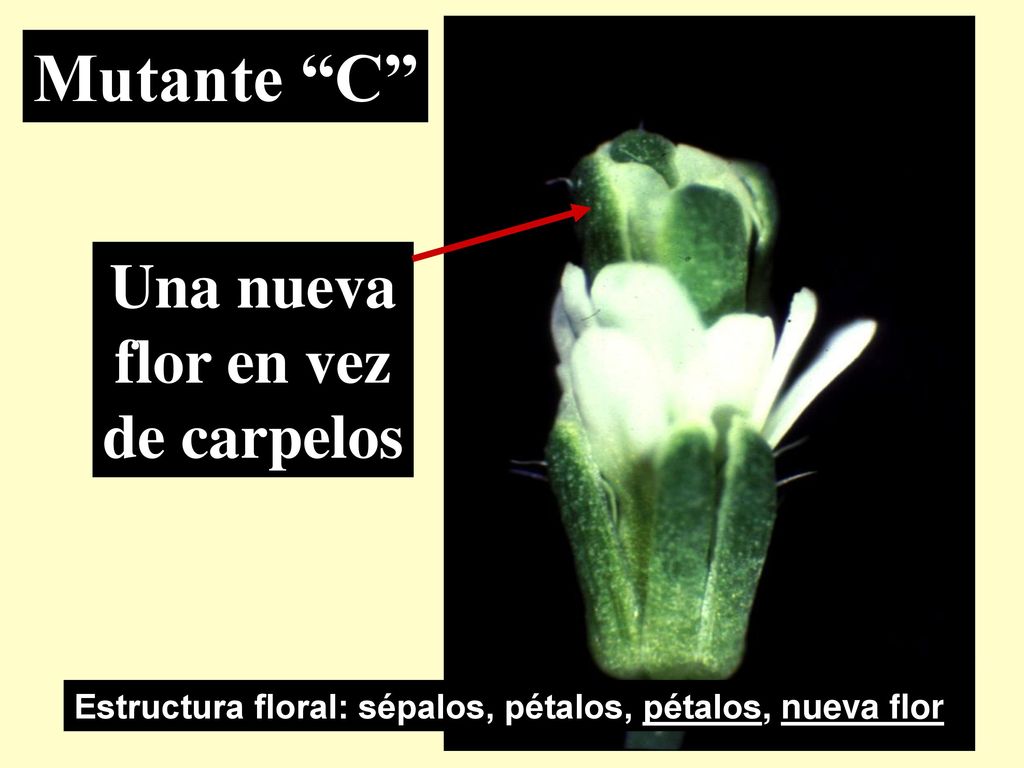Mutante C Una nueva flor en vez de carpelos