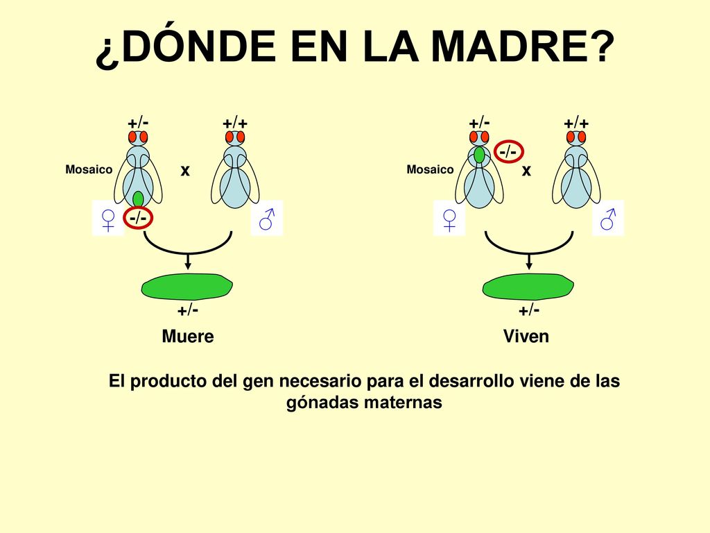 ¿DÓNDE EN LA MADRE ♂ ♀ ♂ ♀ -/- +/- +/+ x Muere -/- +/- +/+ x Viven