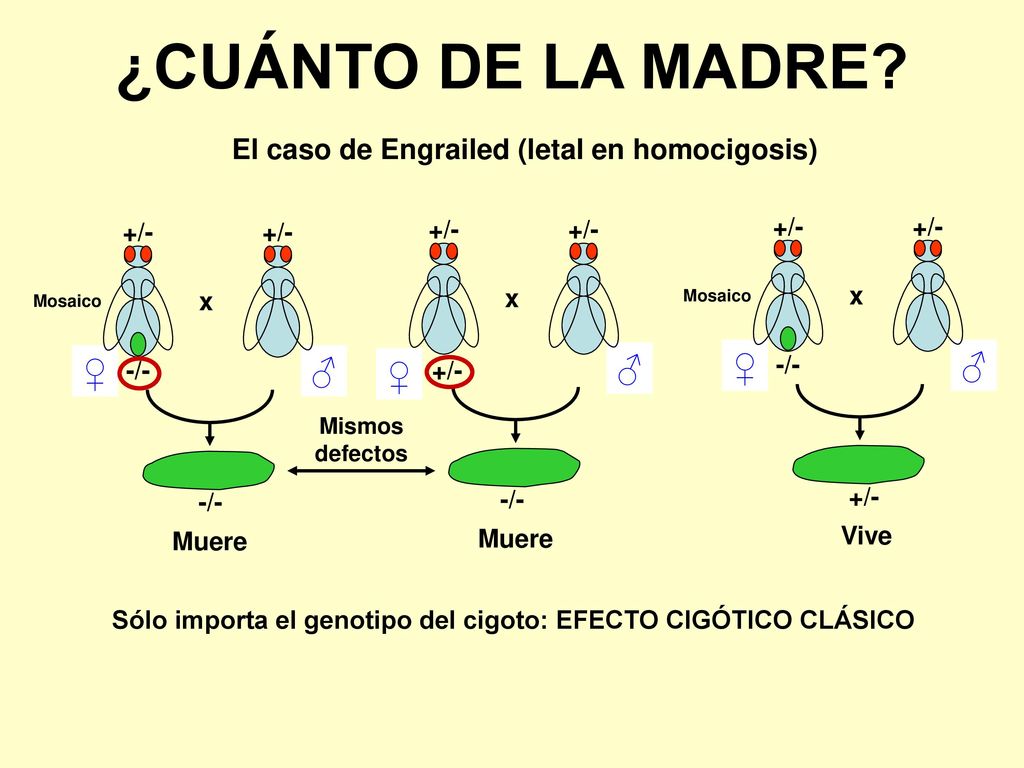 ¿CUÁNTO DE LA MADRE ♂ ♀ ♀ ♂ ♂ ♀