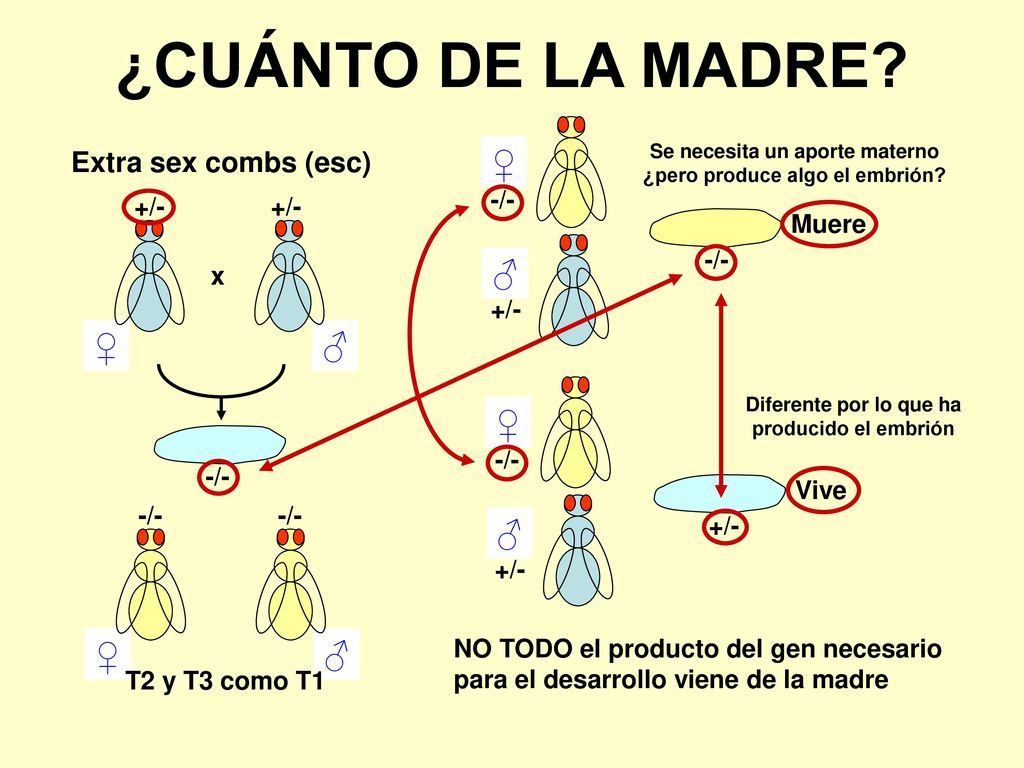Se necesita un aporte materno ¿pero produce algo el embrión