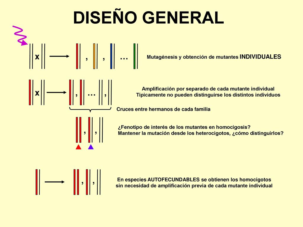 DISEÑO GENERAL , … x. Mutagénesis y obtención de mutantes INDIVIDUALES. x. , … Amplificación por separado de cada mutante individual.